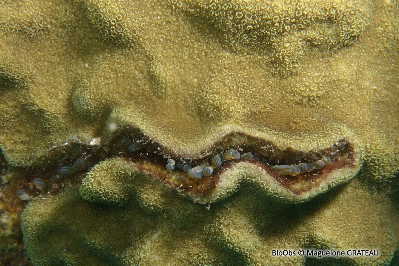 Anémone secrète - Lebrunia coralligens - Maguelone GRATEAU - BioObs