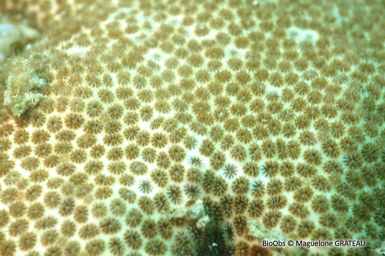 Corail étoilé lisse - Solenastrea bournoni - Maguelone GRATEAU - BioObs