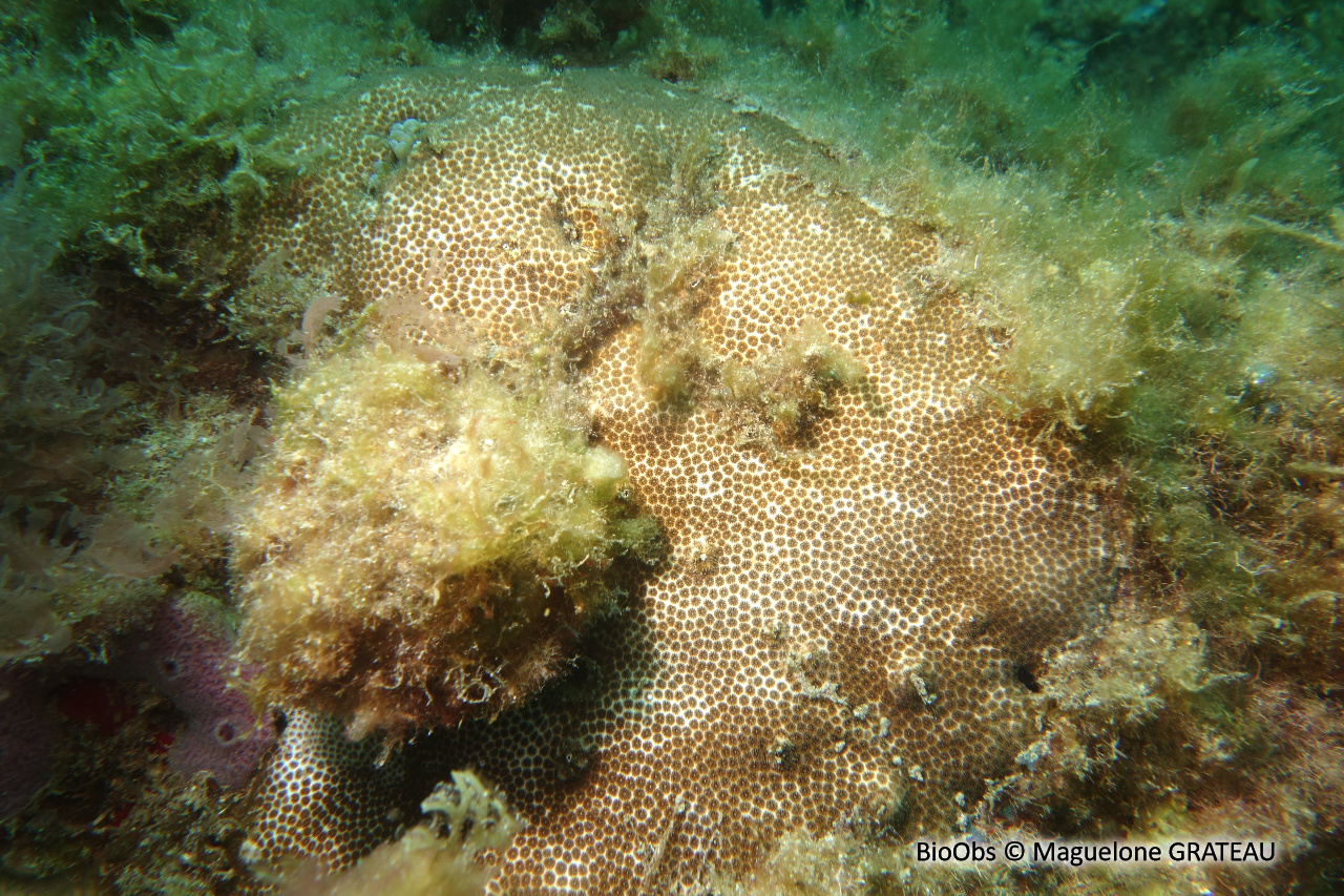 Corail étoilé lisse - Solenastrea bournoni - Maguelone GRATEAU - BioObs
