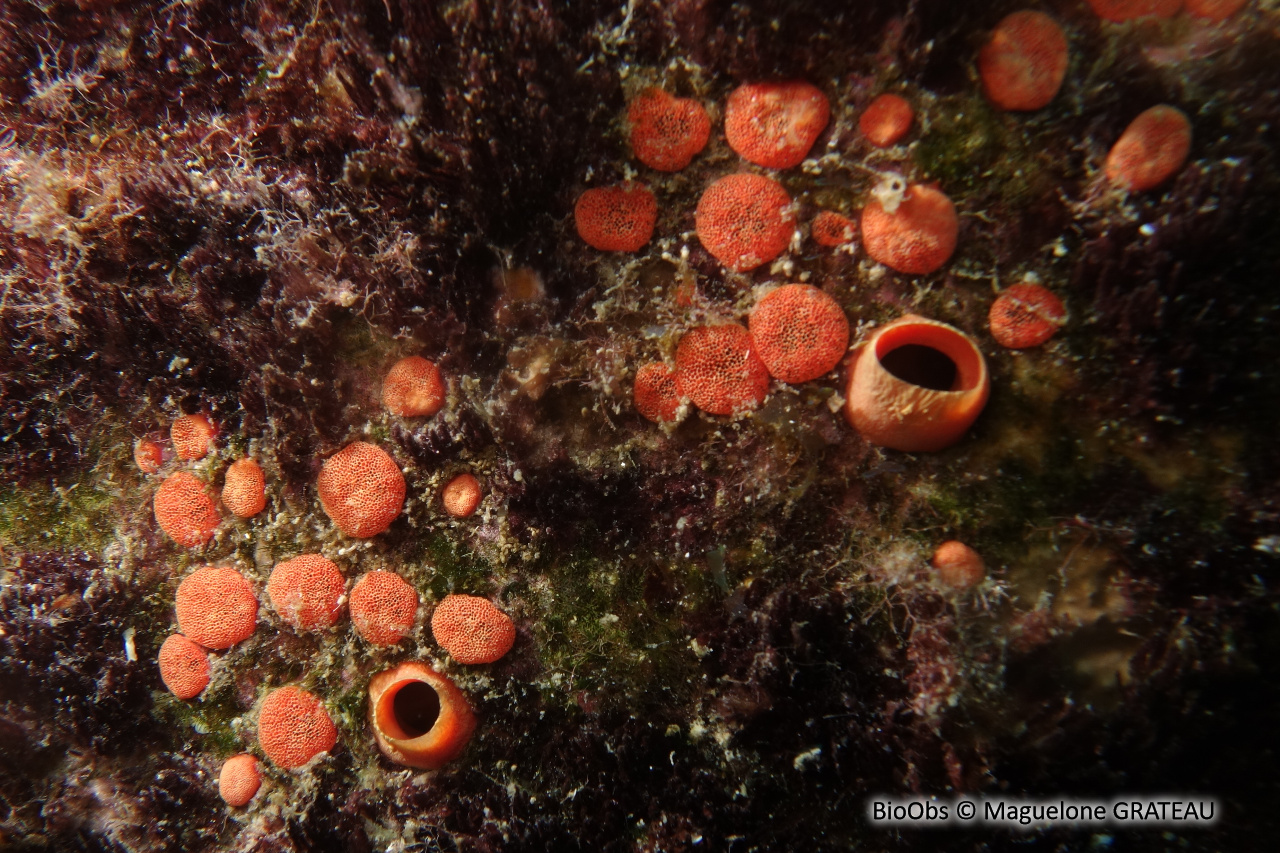 Eponge perforante rouge - Cliona delitrix - Maguelone GRATEAU - BioObs