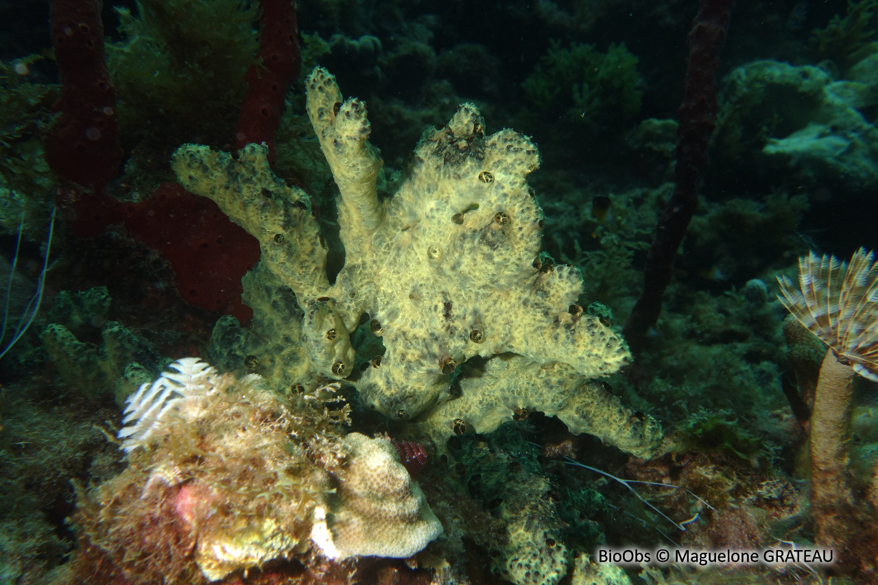 Eponge-corde noire et verte - Iotrochota birotulata - Maguelone GRATEAU - BioObs