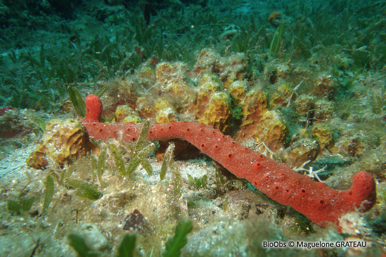 Eponge-corde rouge sang - Amphimedon compressa - Maguelone GRATEAU - BioObs