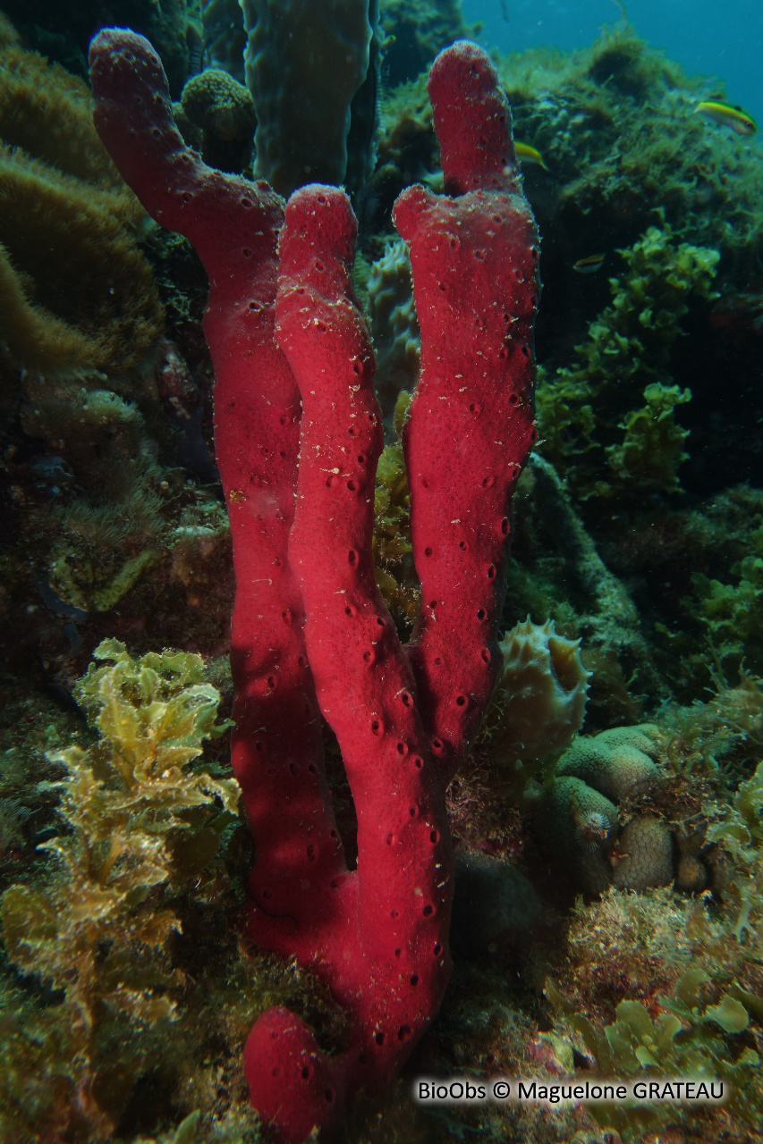 Eponge-corde rouge sang - Amphimedon compressa - Maguelone GRATEAU - BioObs