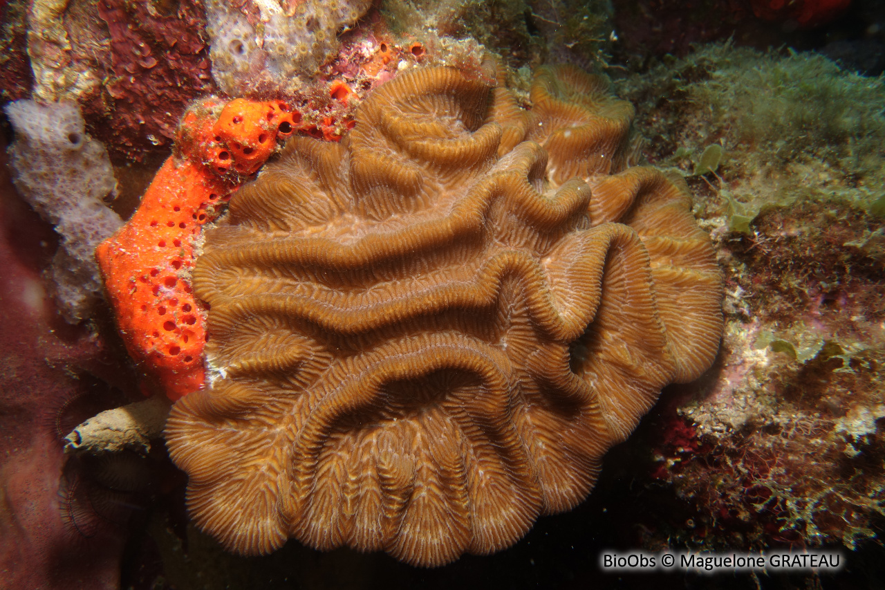 Rose de corail - Manicina areolata - Maguelone GRATEAU - BioObs