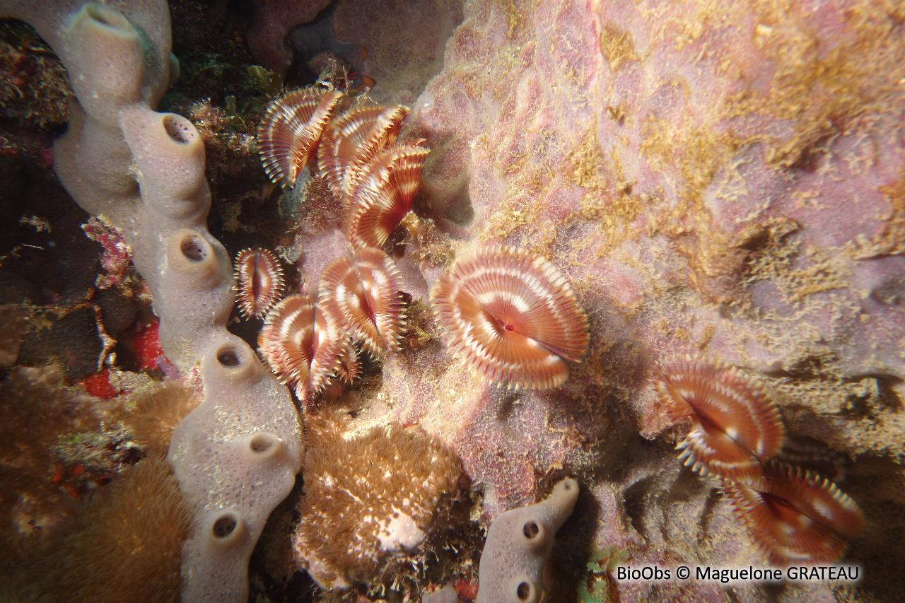 Sabelle fendue - Anamobaea orstedii - Maguelone GRATEAU - BioObs