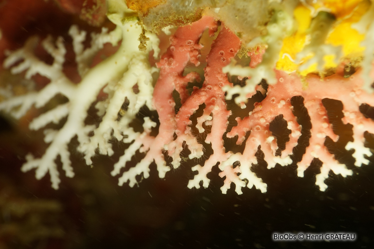 Corail dentelle rose - Stylaster roseus - Henri GRATEAU - BioObs