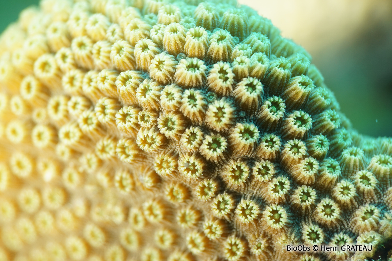 Corail étoilé massif - Orbicella annularis - Henri GRATEAU - BioObs