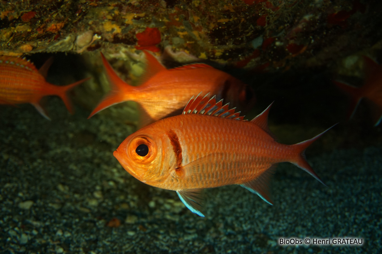 Mombin - Myripristis jacobus - Henri GRATEAU - BioObs