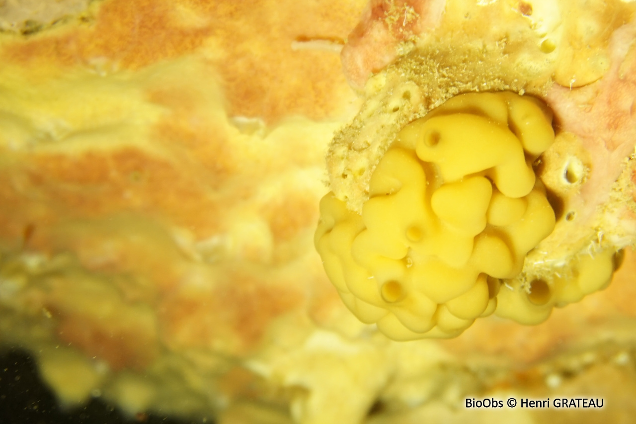 Oscarelle jaune des Antilles - Plakina jamaicensis - Henri GRATEAU - BioObs