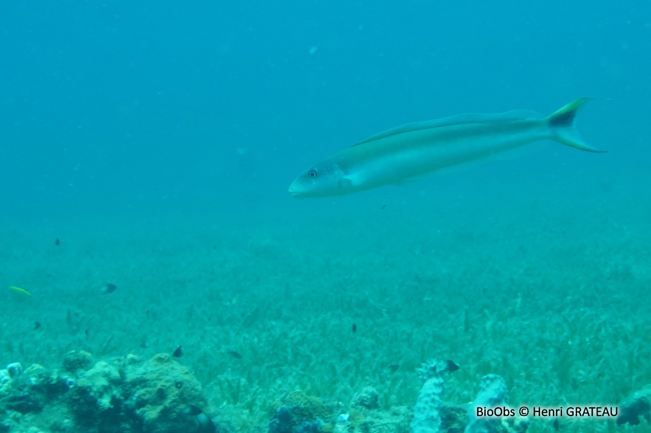 Vive tropicale - Malacanthus plumieri - Henri GRATEAU - BioObs