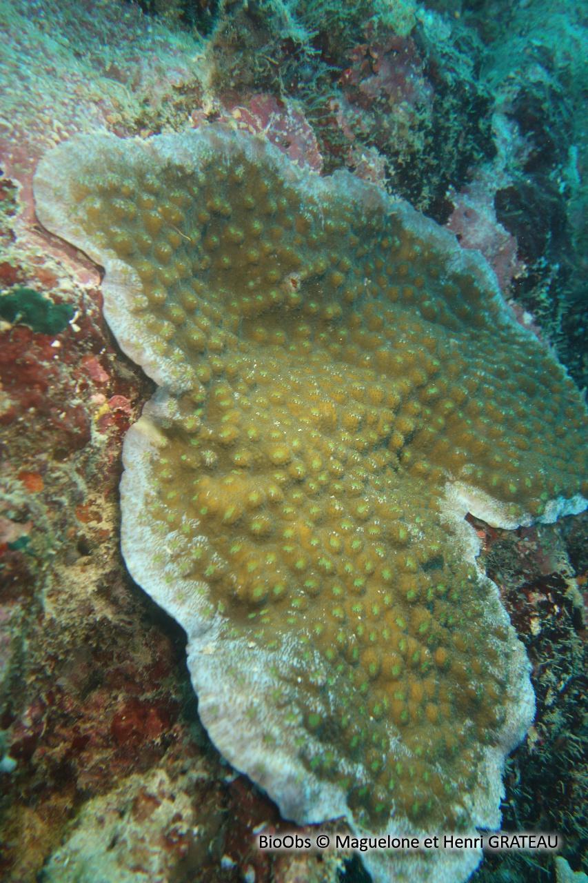 Corail hirsute - Echinopora hirsutissima - Maguelone et Henri GRATEAU - BioObs
