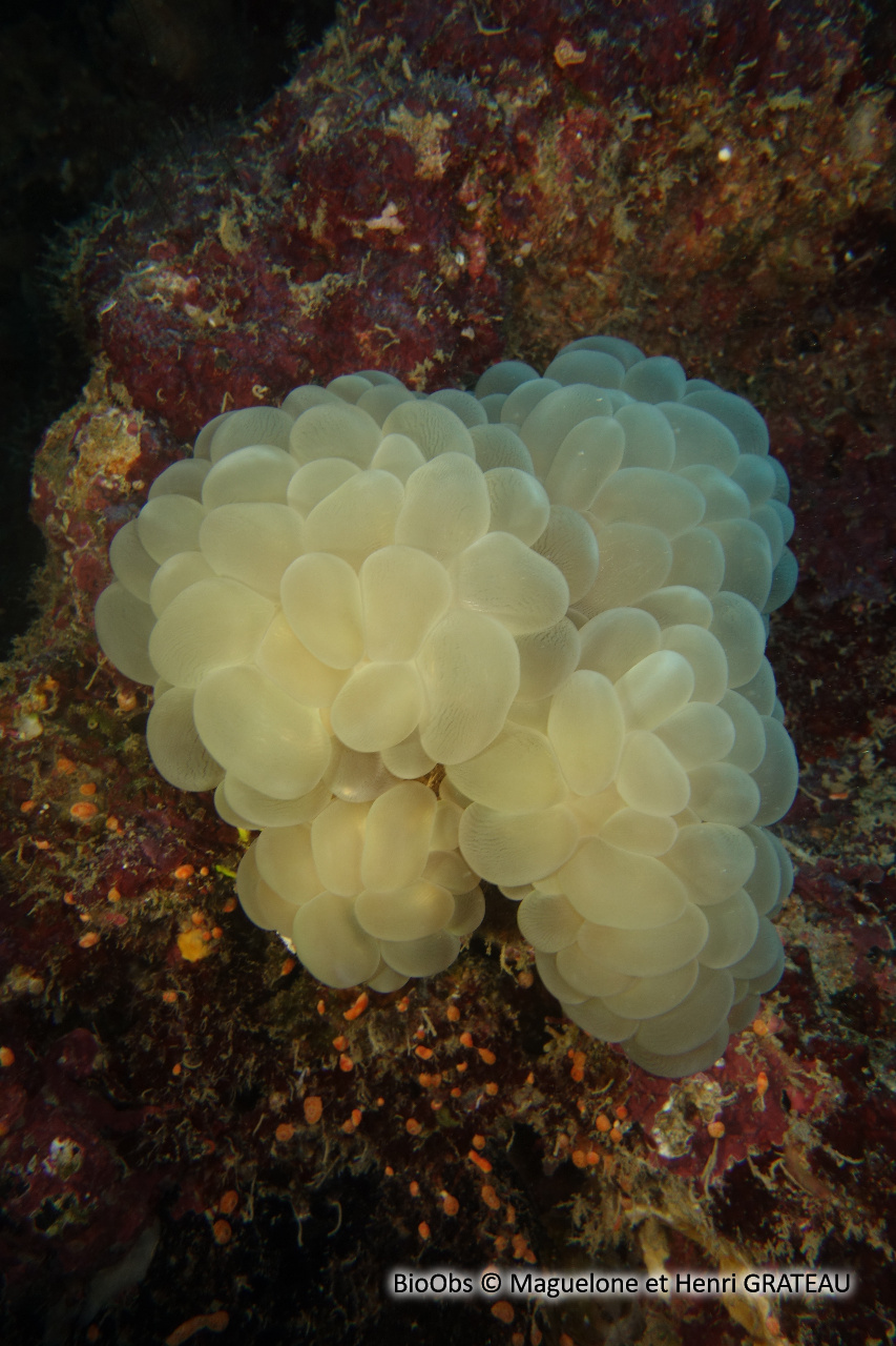 Plerogyra (genre) - Plerogyra sp - Maguelone et Henri GRATEAU - BioObs