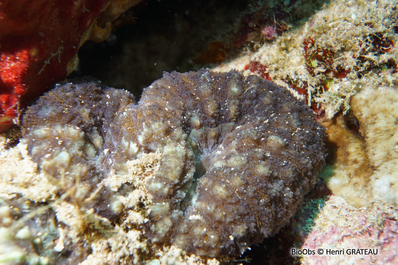 Madréporaire lobophylle - Lobophyllia corymbosa - Henri GRATEAU - BioObs