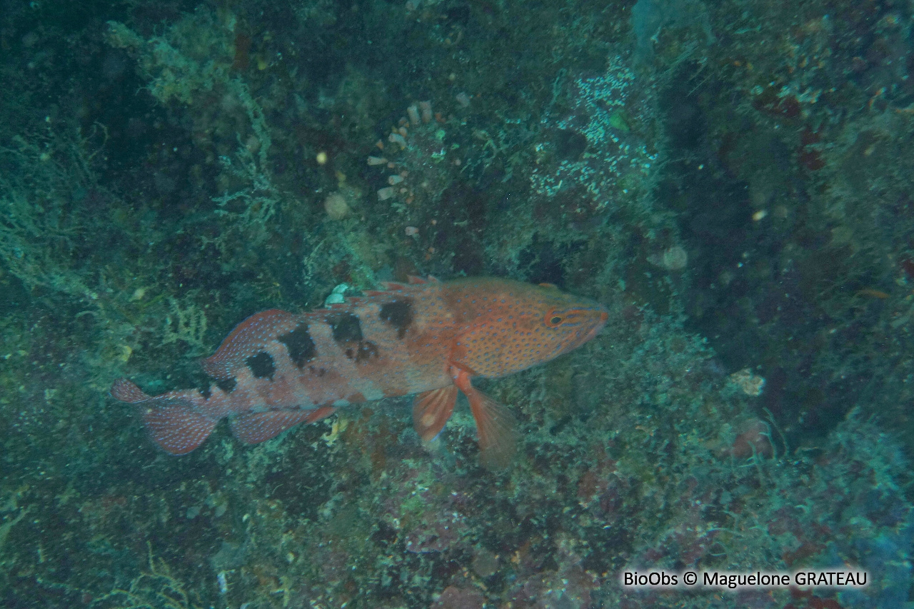 Vieille à six taches - Cephalopholis sexmaculata - Maguelone GRATEAU - BioObs
