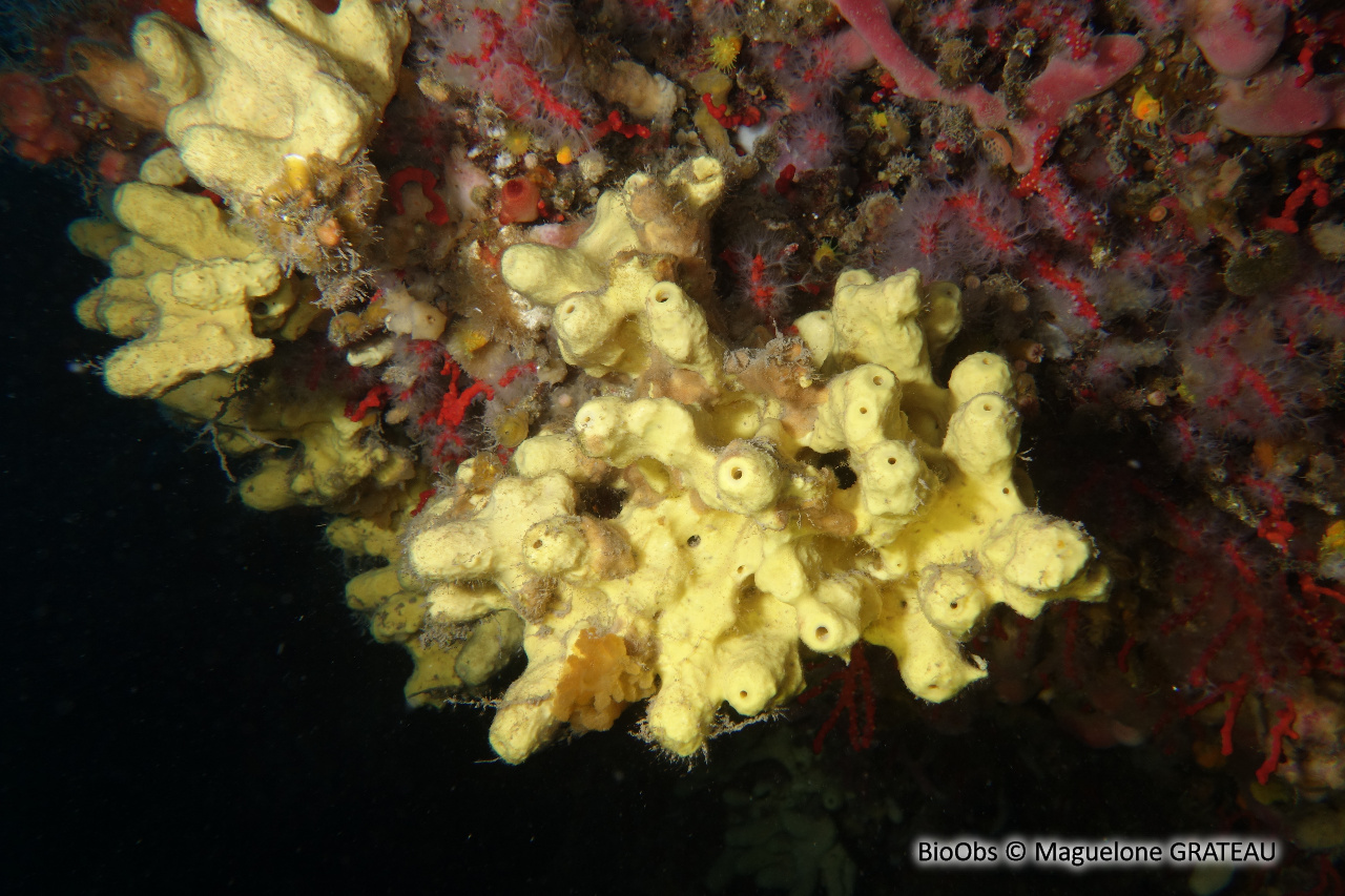 Eponge cavernicole jaune - Aplysina cavernicola - Maguelone GRATEAU - BioObs