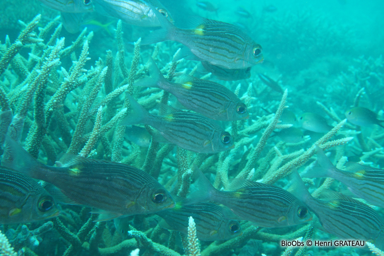 Empereur strié - Gnathodentex aureolineatus - Henri GRATEAU - BioObs