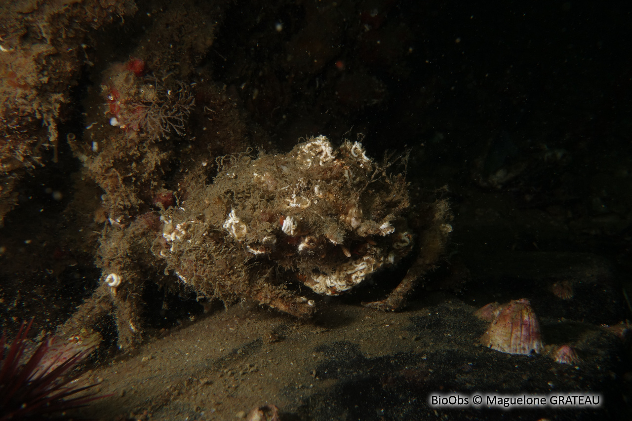 Petite araignée de mer - Maja crispata - Maguelone GRATEAU - BioObs
