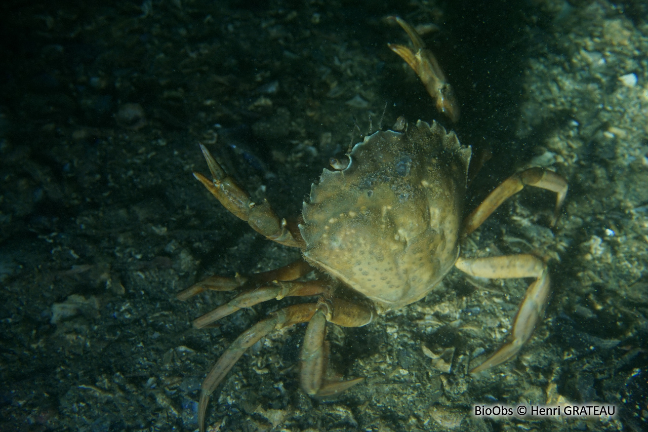 Crabe vert de Méditerranée - Carcinus aestuarii - Henri GRATEAU - BioObs