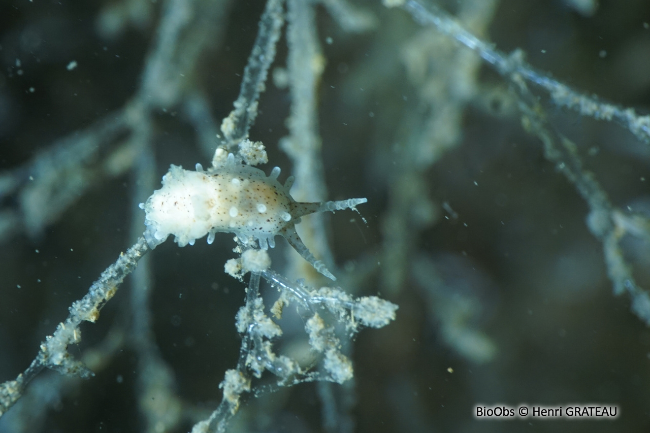 Okénia tachetée - Bermudella polycerelloide - Henri GRATEAU - BioObs