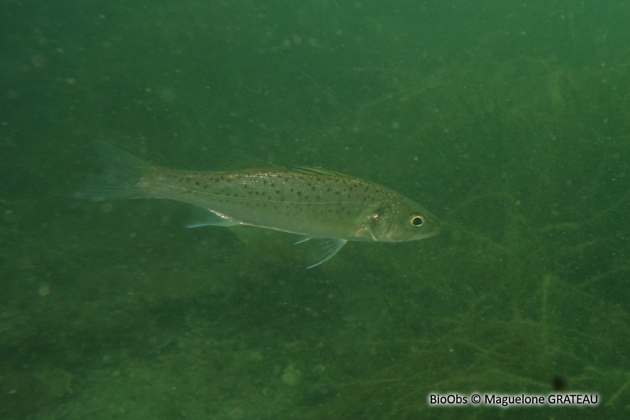 Bar Mouchet Bar Tachet Dicentrarchus Punctatus BioObs