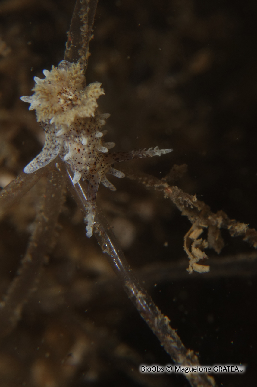 Okénia tachetée - Bermudella polycerelloide - Maguelone GRATEAU - BioObs