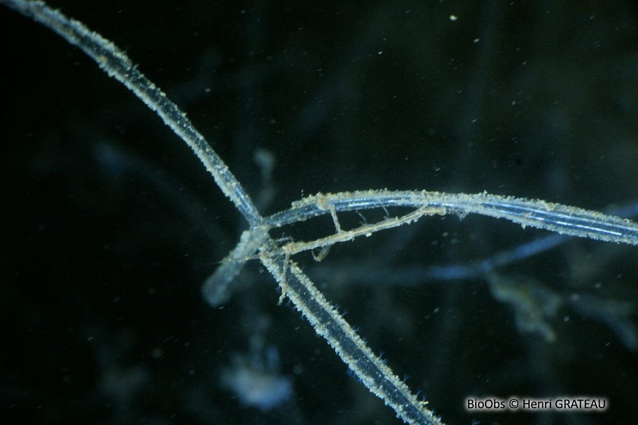 Caprelle japonaise - Caprella mutica - Henri GRATEAU - BioObs