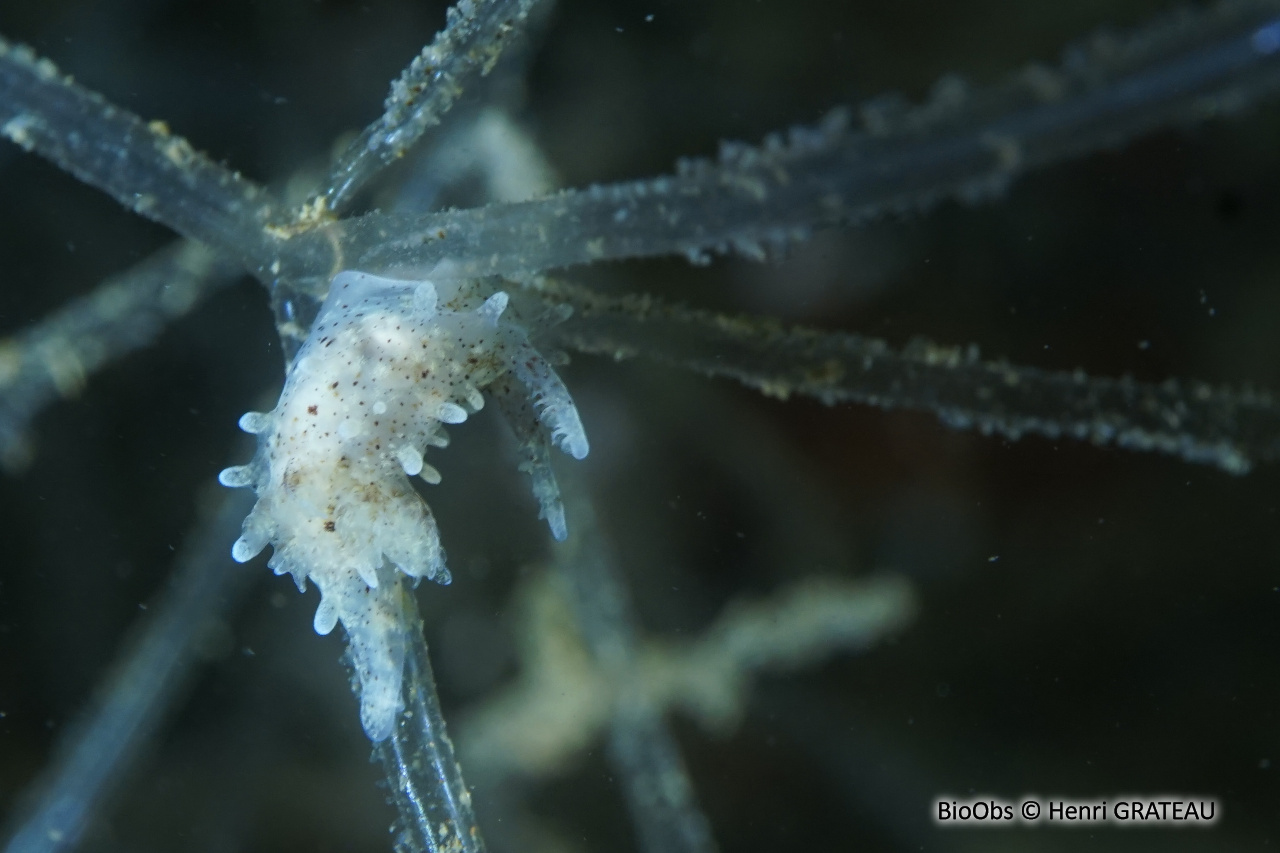 Okénia tachetée - Bermudella polycerelloide - Henri GRATEAU - BioObs