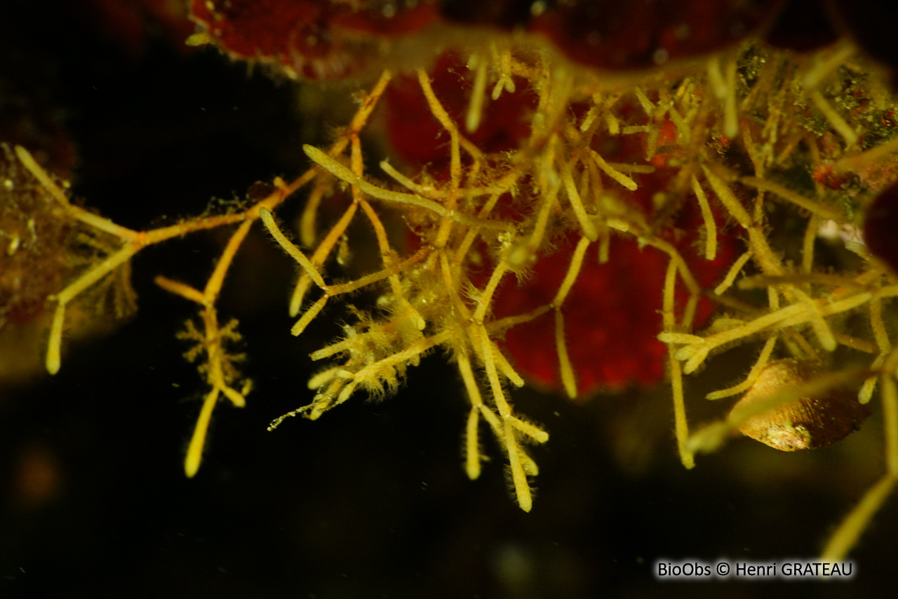 Cellaire salicorne - Cellaria salicornioides - Henri GRATEAU - BioObs