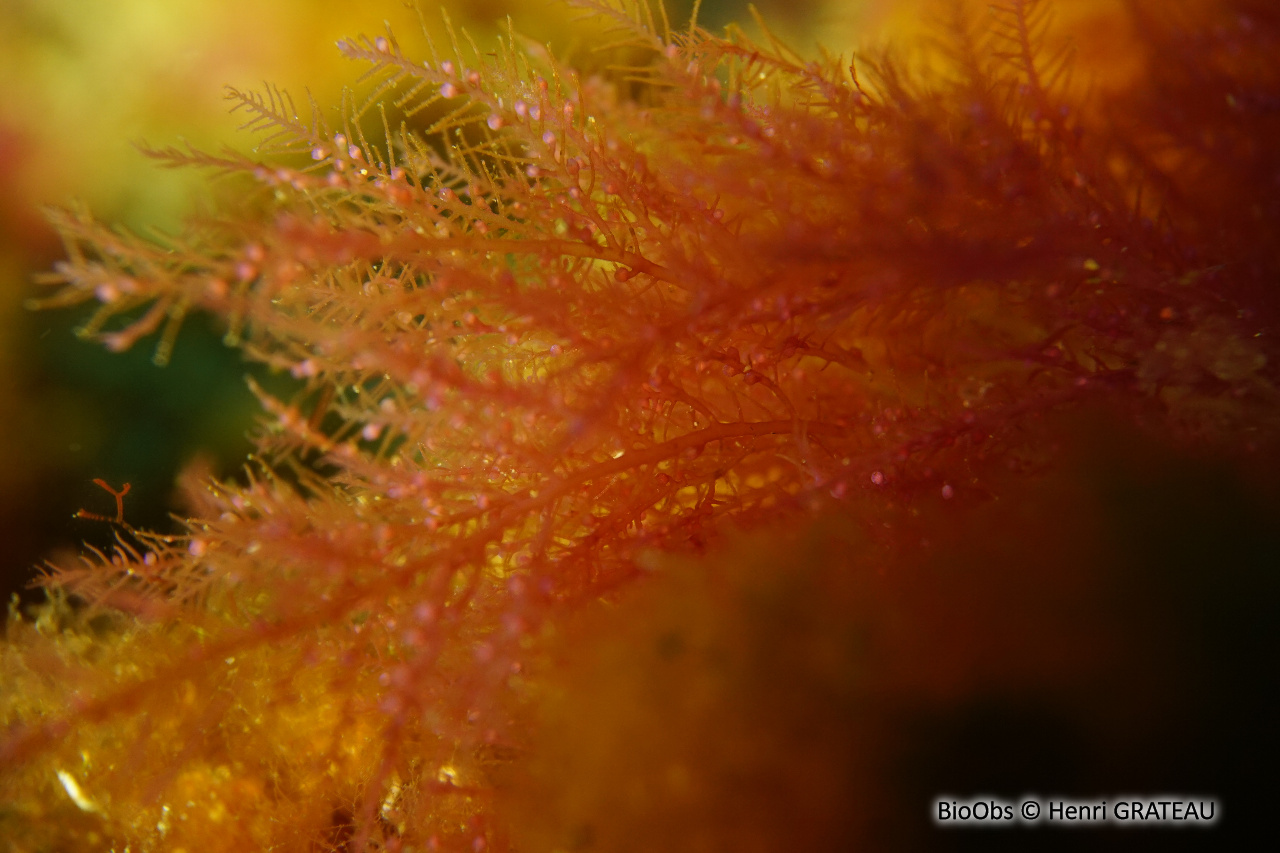 Plume épineuse rouge - Bonnemaisonia asparagoides - Henri GRATEAU - BioObs