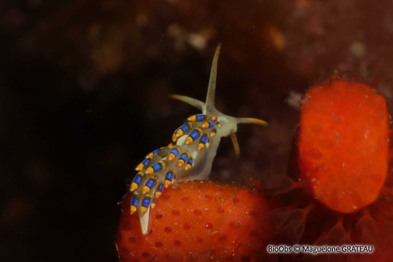 Eolidien de Morrow - Trinchesia morrowae - Maguelone GRATEAU - BioObs