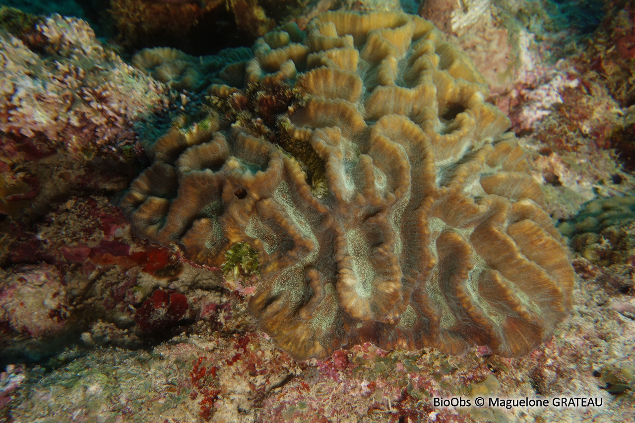 Corail à grands polypes - Oulophyllia crispa - Maguelone GRATEAU - BioObs