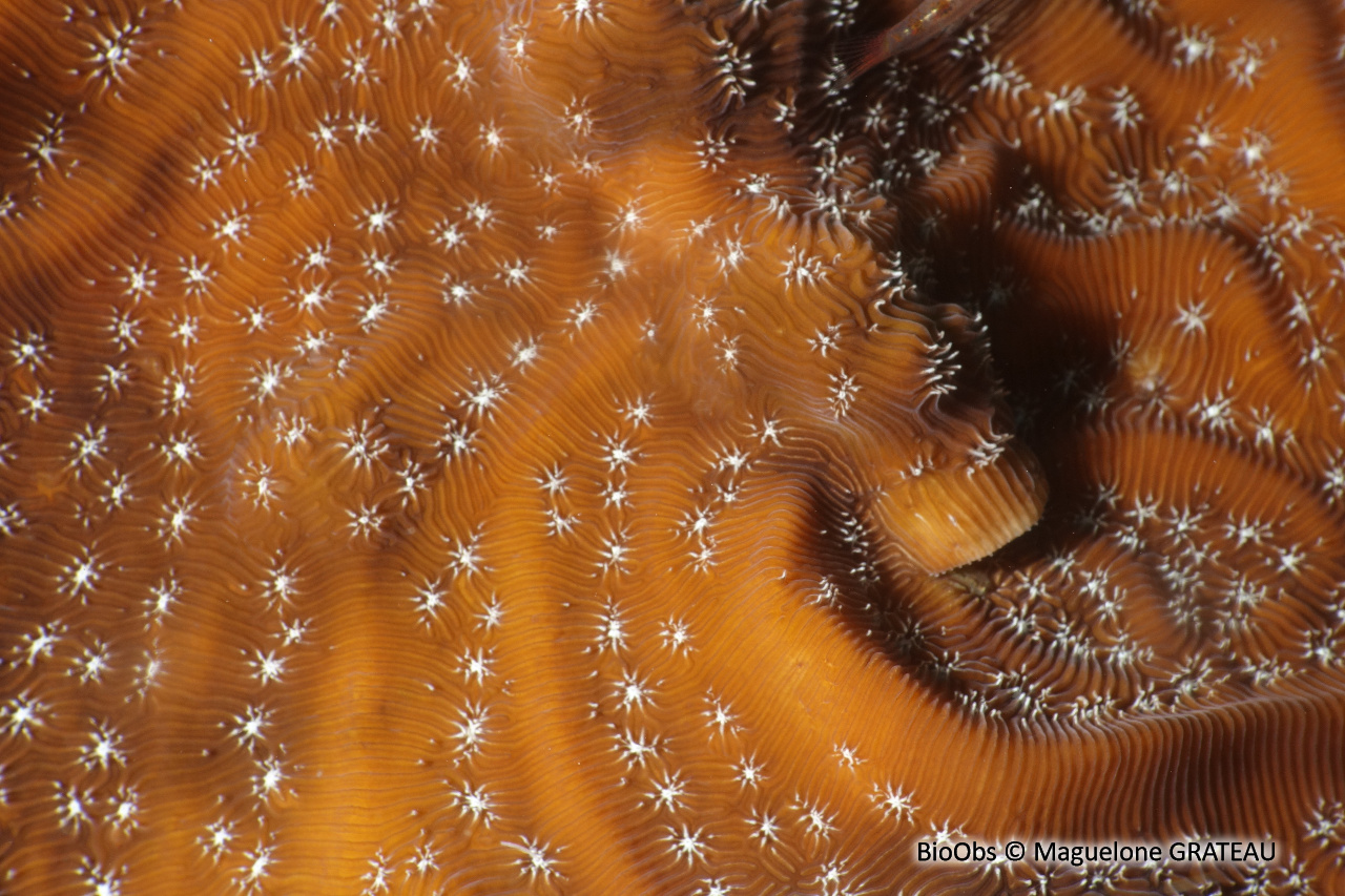 Agarice de Lamarck - Agaricia lamarcki - Maguelone GRATEAU - BioObs