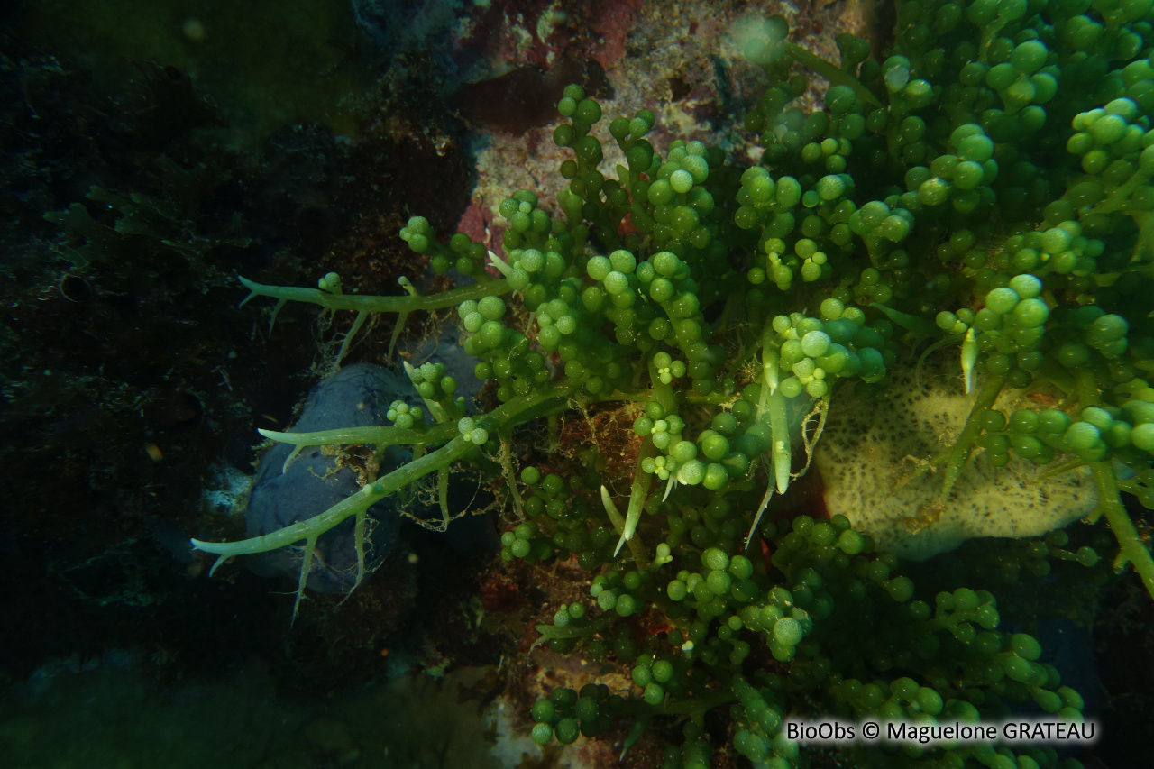 Caulerpe turbinata - Caulerpa racemosa var. turbinata - Maguelone GRATEAU - BioObs