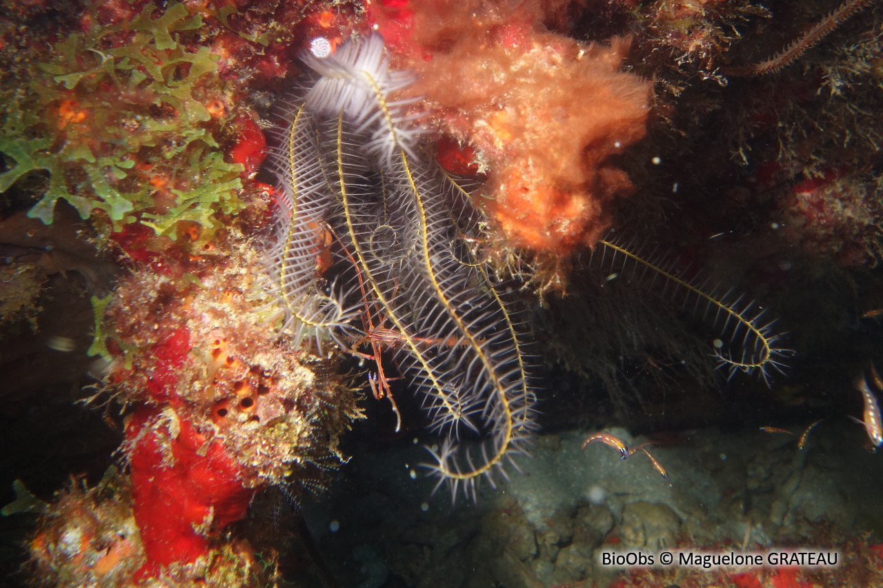 Comatule perlée - Davidaster discoideus - Maguelone GRATEAU - BioObs