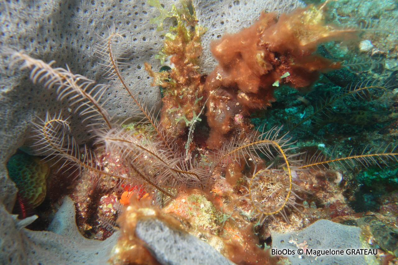 Comatule perlée - Davidaster discoideus - Maguelone GRATEAU - BioObs