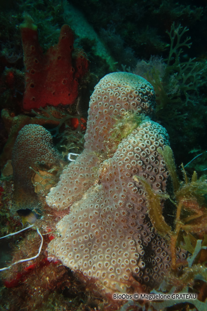 Corail-étoilé montagneux - Orbicella faveolata - Maguelone GRATEAU - BioObs