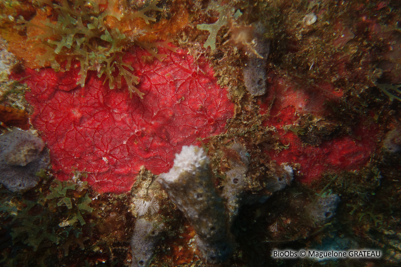 Eponge-cerveau rouge - Monanchora arbuscula - Maguelone GRATEAU - BioObs