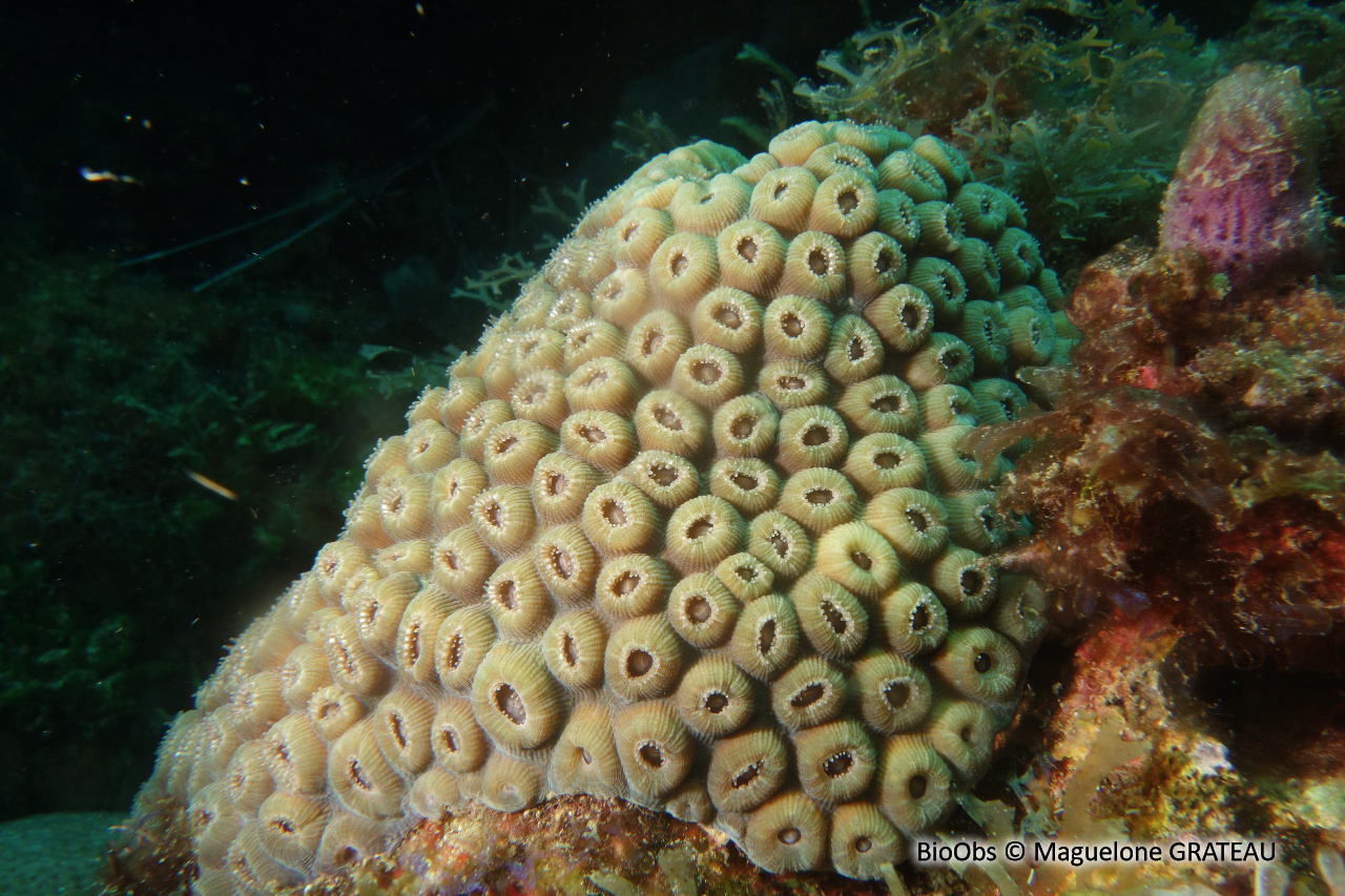 Grand corail étoilé - Montastraea cavernosa - Maguelone GRATEAU - BioObs
