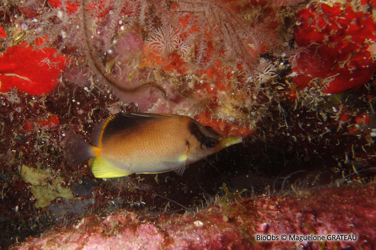 Papillon à bec des Caraïbes - Prognathodes aculeatus - Maguelone GRATEAU - BioObs