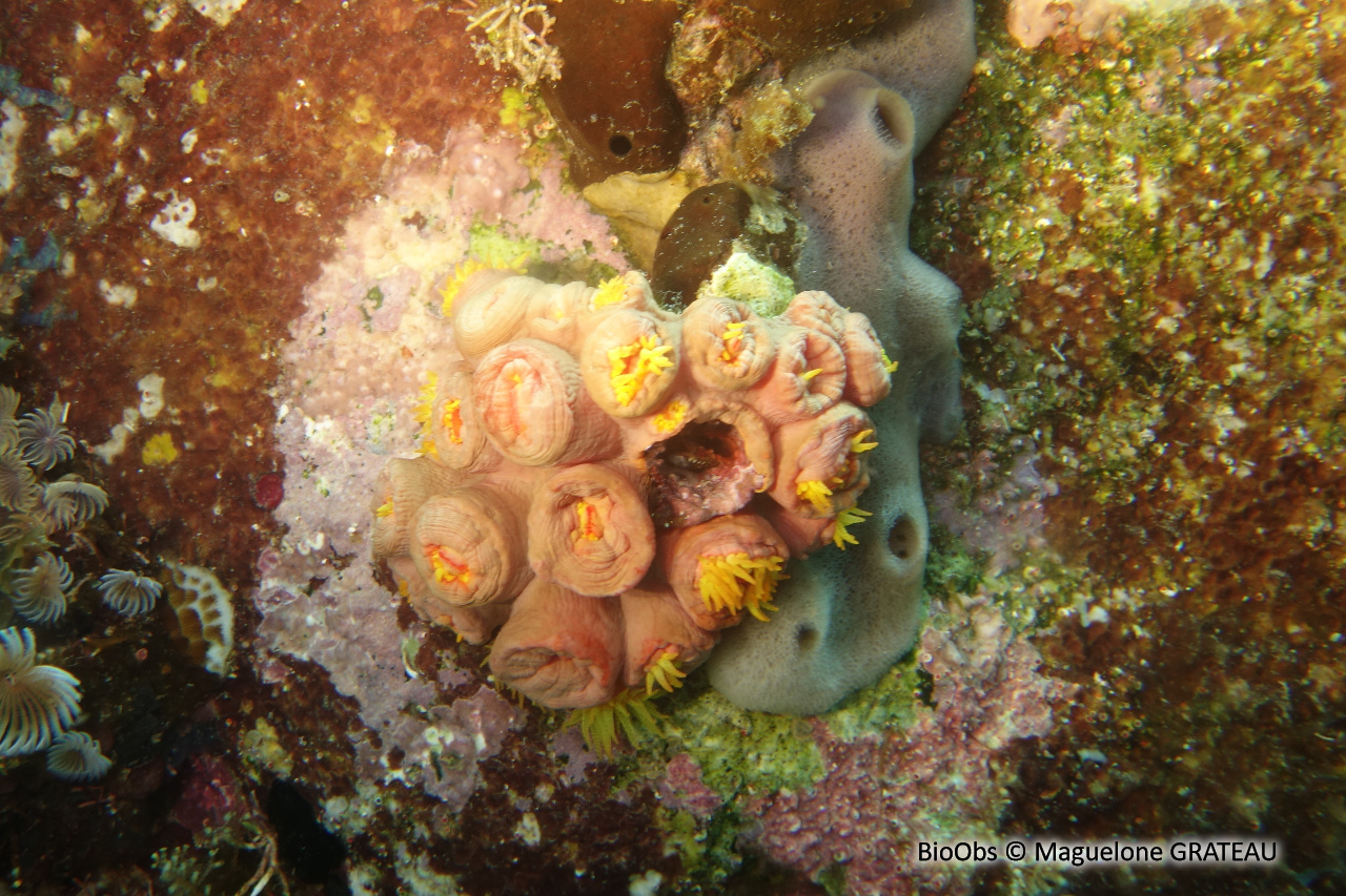 Tubastrée orange - Tubastraea coccinea - Maguelone GRATEAU - BioObs
