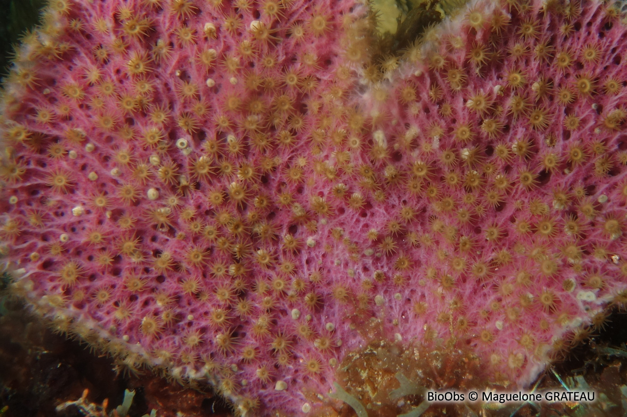 Zoanthaire-éponge grisâtre - Umimayanthus parasiticus - Maguelone GRATEAU - BioObs