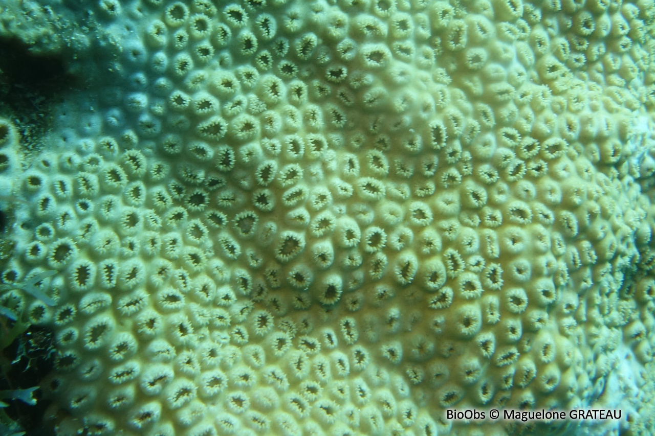 Zoanthaire caraïbes - Palythoa caribaeorum - Maguelone GRATEAU - BioObs