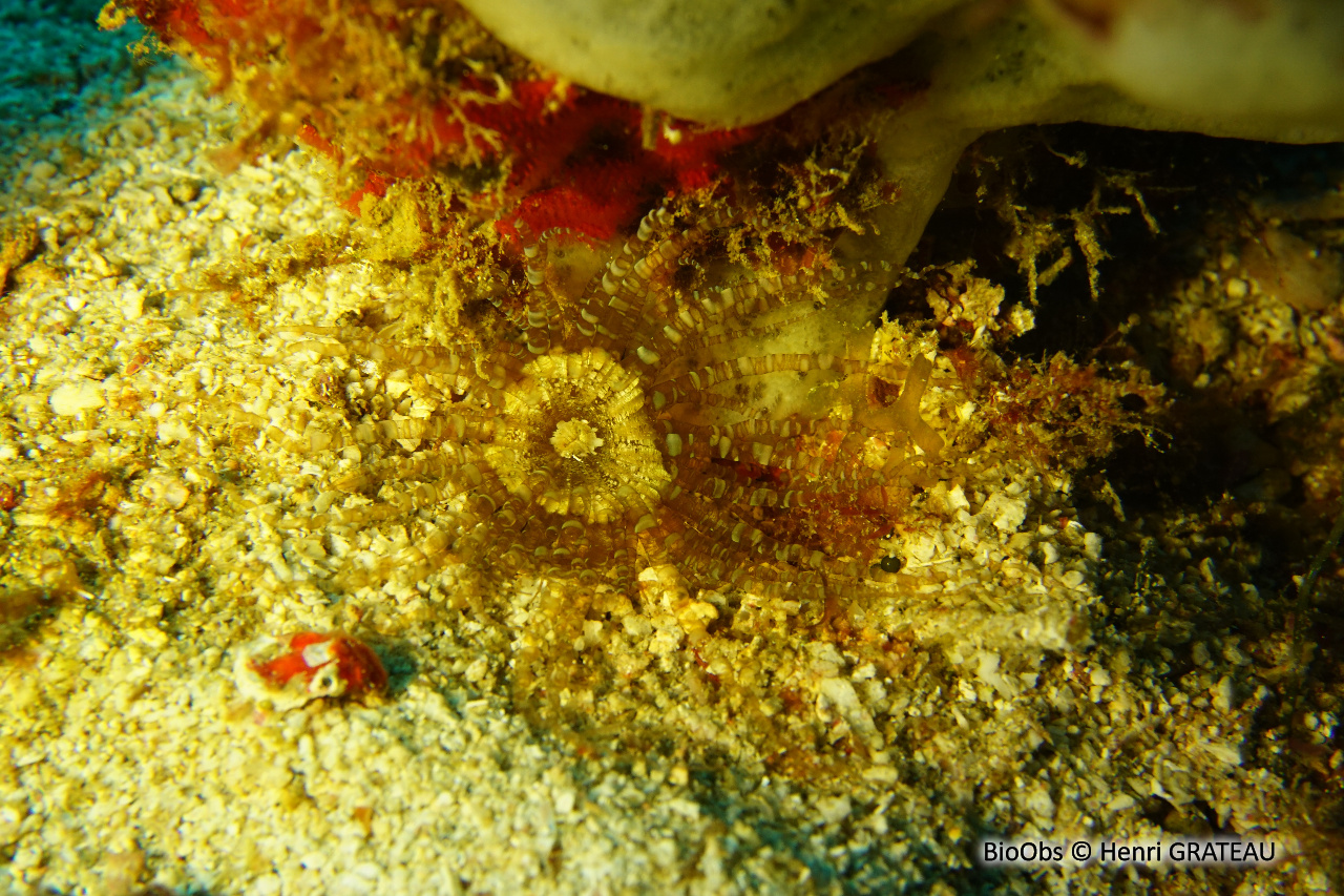 Anémone serpentin - Bartholomea annulata - Henri GRATEAU - BioObs