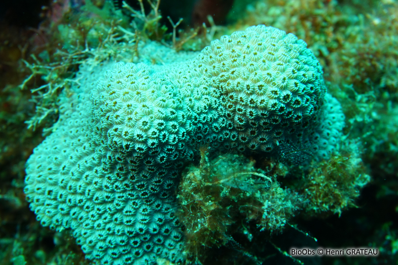 Corail-étoilé montagneux - Orbicella faveolata - Henri GRATEAU - BioObs