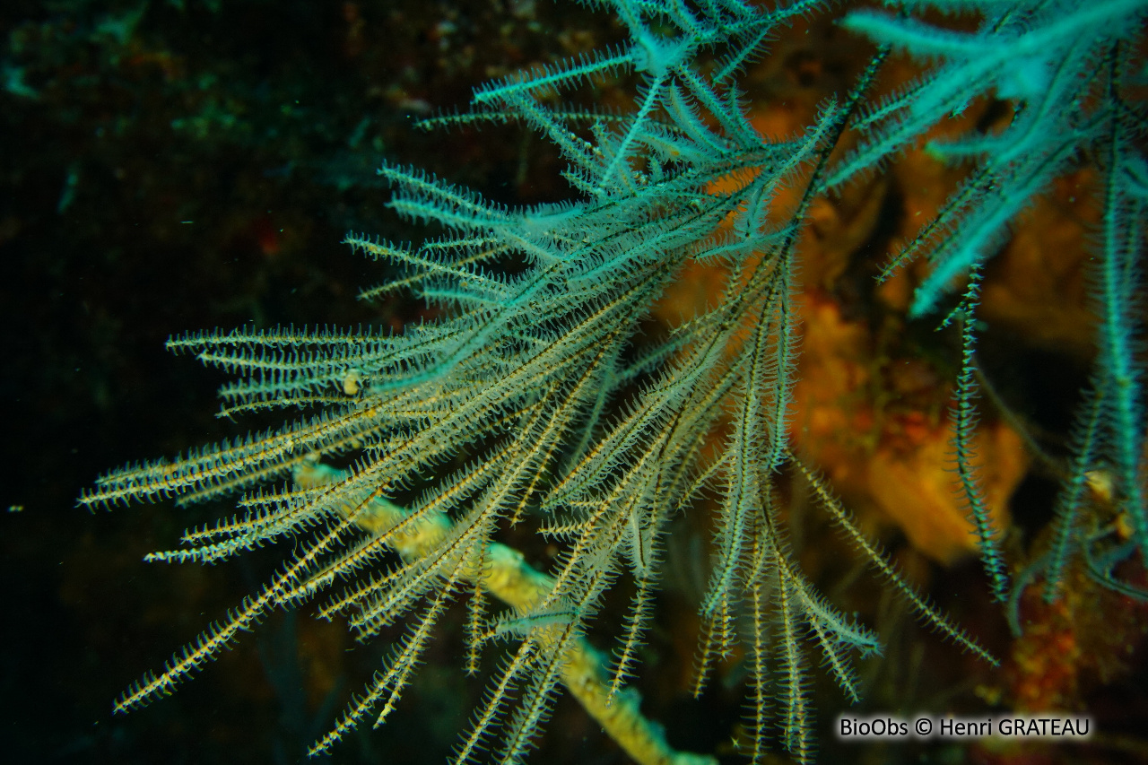 Corail noir tropical - Antipathes spp. - Henri GRATEAU - BioObs