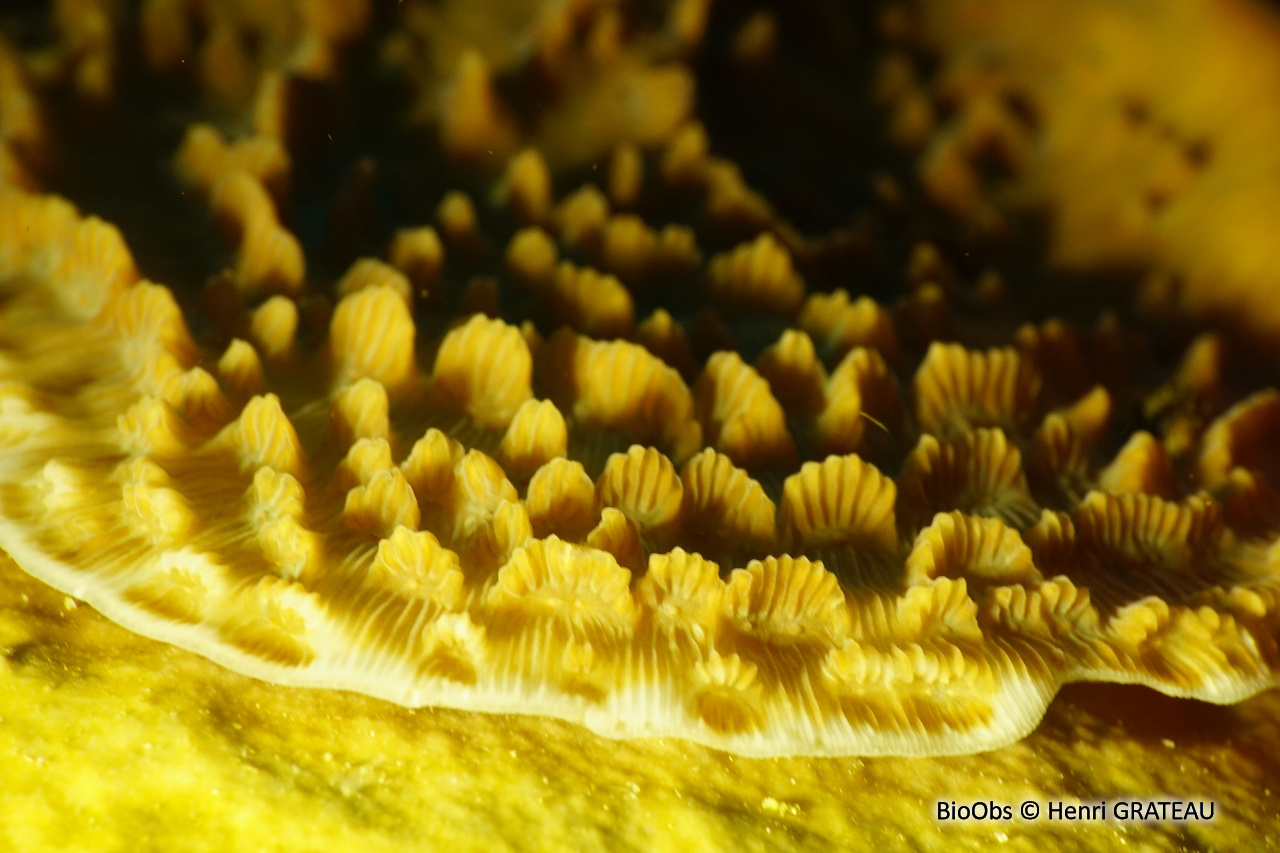Corail-laitue rayon de soleil - Helioseris cucullata - Henri GRATEAU - BioObs