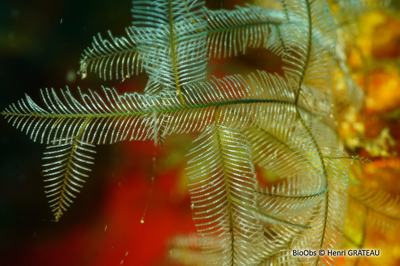 Hydraire buisson ardent - Macrorhynchia philippina - Henri GRATEAU - BioObs
