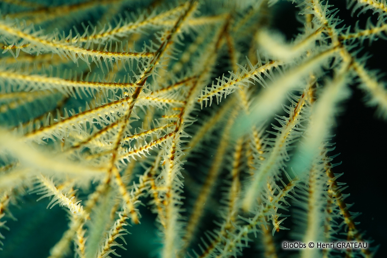 Corail noir tropical - Antipathes spp. - Henri GRATEAU - BioObs