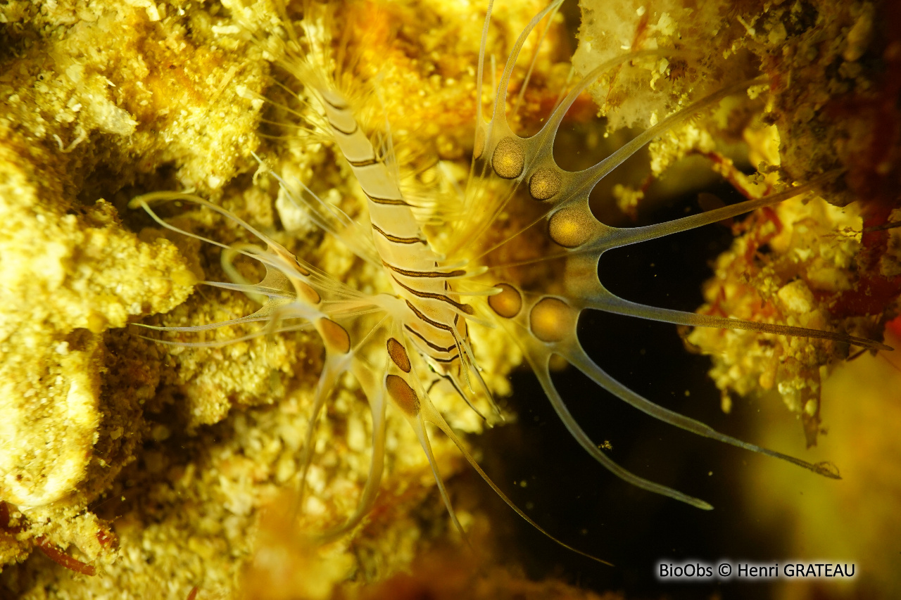 Rascasse volante du pacifique - Pterois volitans - Henri GRATEAU - BioObs