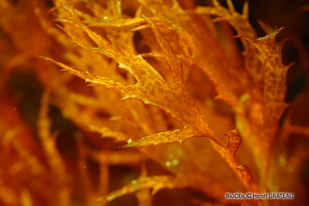 Algue flamme - Halymenia mirabilis - Henri GRATEAU - BioObs